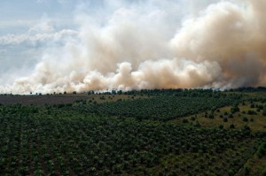 Kepulan asap membumbung di areal hutan dan lahan yang terbakar di Desa Medang Kampai, Dumai, Riau, Senin (9/8). Pemerintah Provinsi Riau melalui Satgas Karhutla terus melakukan operasi pemadaman kebakaran hutan dan lahan melalui udara dan darat agar dapat meminimalisir 'hot spot' yang ada di Riau. ANTARA FOTO/Rony Muharrman/foc/16.